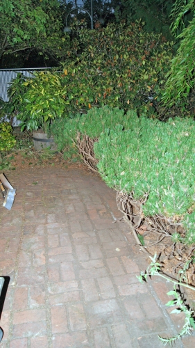 how the bushes looked last night after a whack job